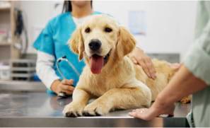 The Financial Benefits of Pet Insurance